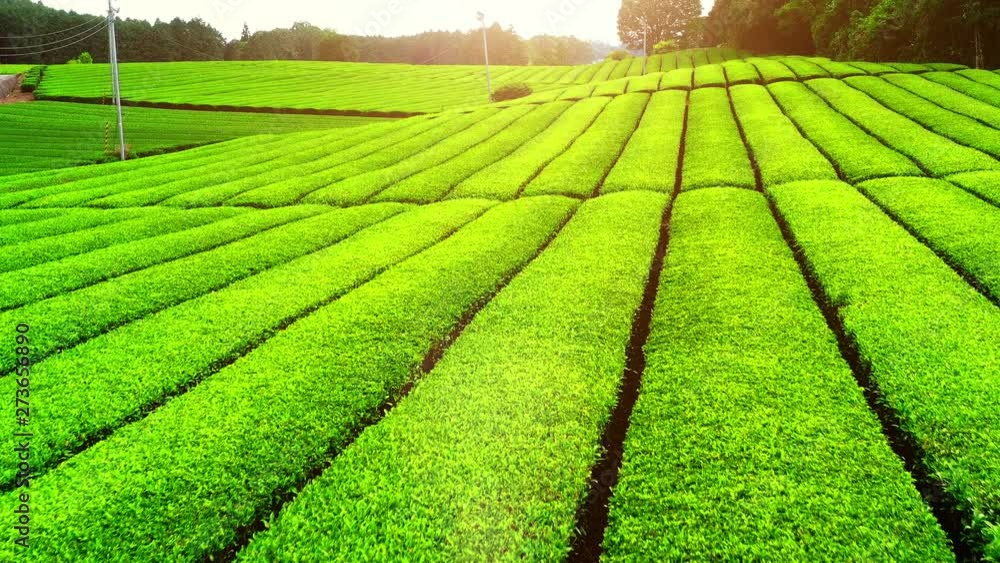 Tea plantation in aerial view at Mount Fuji, Japan 2019 Tea plantation in aerial view at Mount Fuji, Japan 2019