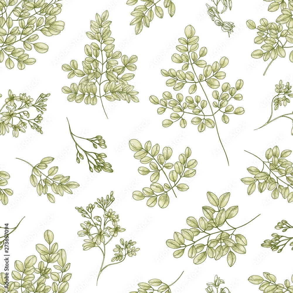 Botanical seamless pattern with Miracle Tree or Moringa oleifera leaves and flowers on white background. Floral backdrop plant used in herbalism. Realistic vector illustration in vintage style. Botanical seamless pattern with Miracle Tree or Moringa oleifera leaves and flowers on white background. Floral backdrop plant used in herbalism. Realistic vector illustration in vintage style.