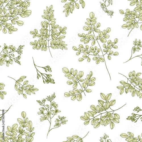 Botanical seamless pattern with Miracle Tree or Moringa oleifera leaves and flowers on white background. Floral backdrop plant used in herbalism. Realistic vector illustration in vintage style.