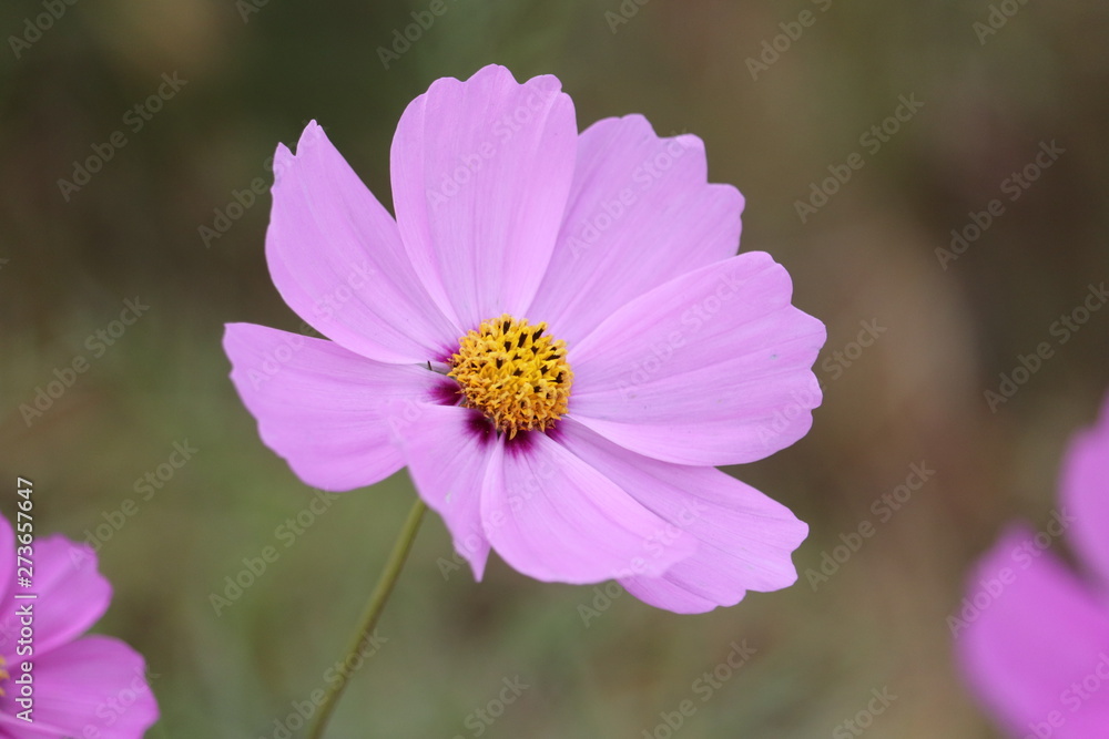 Fototapeta premium 春コスモス