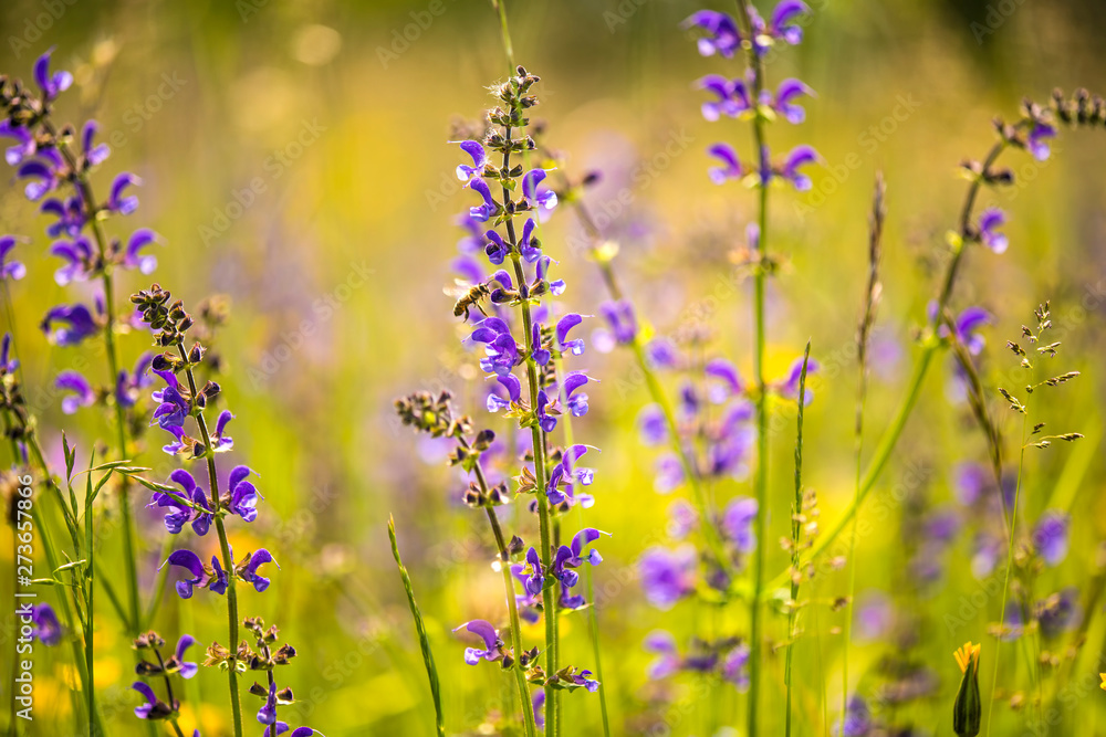 wild sage in a meadow in spring in Germany