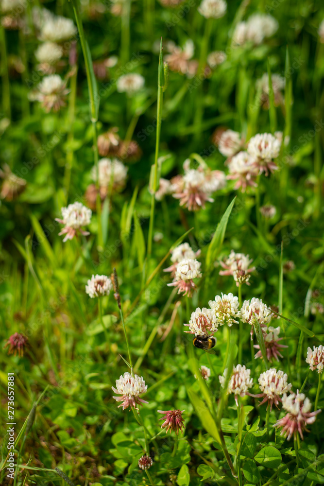 Background Image of a Clover Field With Bees