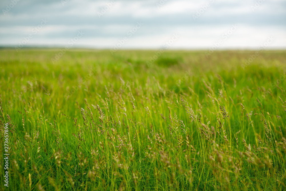 Background Image of Long Grasses Growing Wild in a Meadow