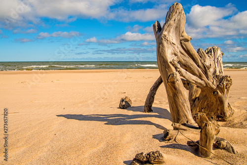 Fototapeta Naklejka Na Ścianę i Meble -  Driftwood at a beach of the Baltic Sea