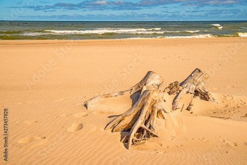 Fototapeta Naklejka Na Ścianę i Meble -  Driftwood at a beach of the Baltic Sea