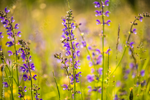 wild sage in a meadow in spring in Germany
