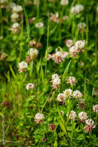Background Image of a Clover Field With Bees