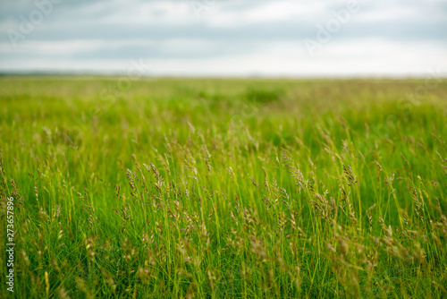 Background Image of Long Grasses Growing Wild in a Meadow