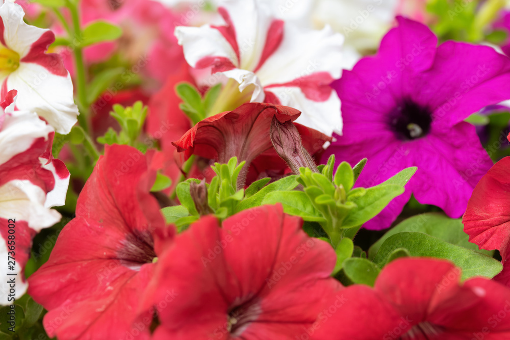 Natural floral background. The Petunia bloom. Close-up. Natural floral background. The Petunia bloom. Close-up.