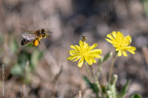 Abeille en vol qui butine du pollen, espèce protégée © Sylvie CUCCHI