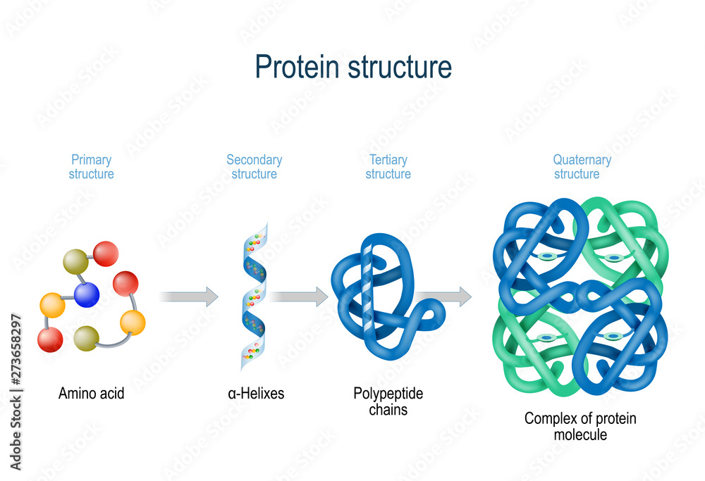 Levels of protein structure from amino acids to Complex of protein molecule.