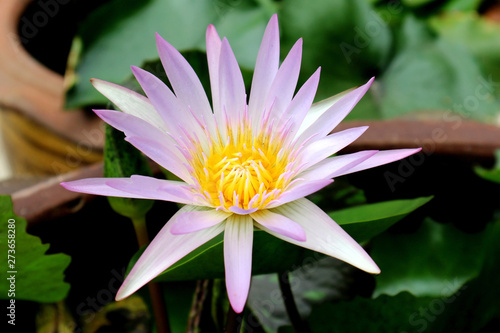 Beautiful Light Purple Water Lily in the Pond