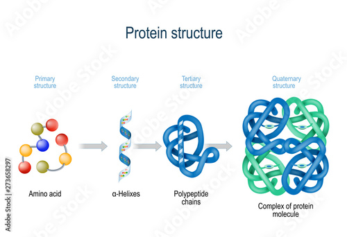 Levels of protein structure from amino acids to Complex of protein molecule. photo