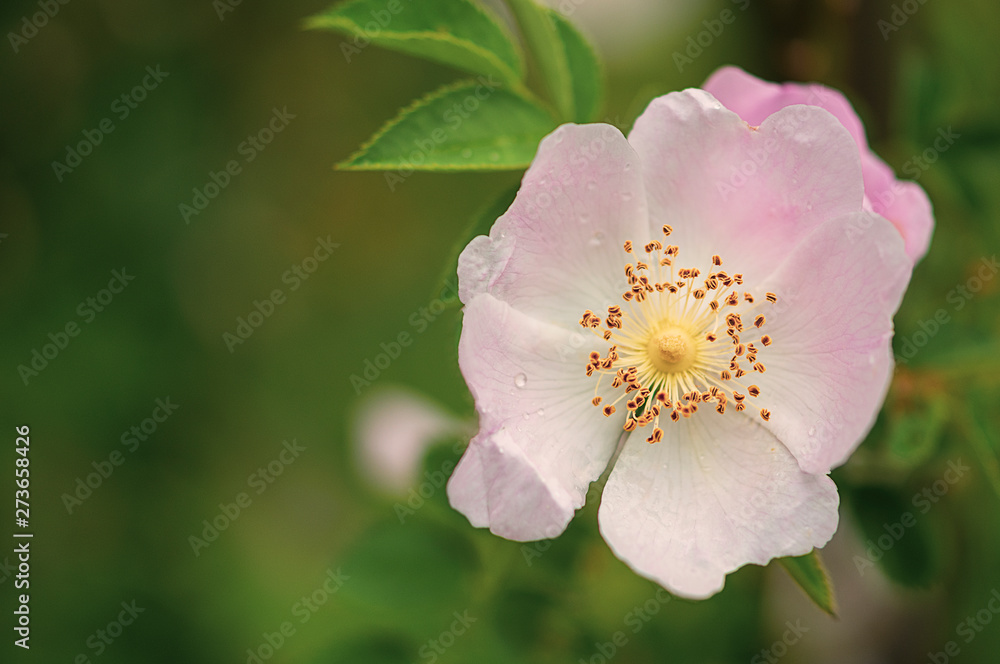 Obraz premium Wildrose, Heckenrose mit Freiraum, natürlich