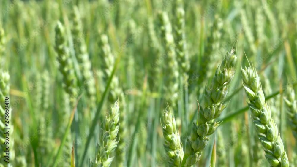 Green wheat stalks blow in the wind. Natural Wheat field. Green wheat stalks blow in the wind. Natural Wheat field.