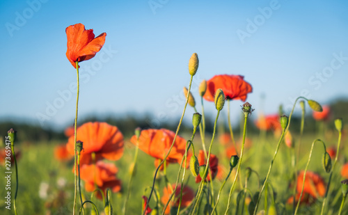 Poppy flowers on a field