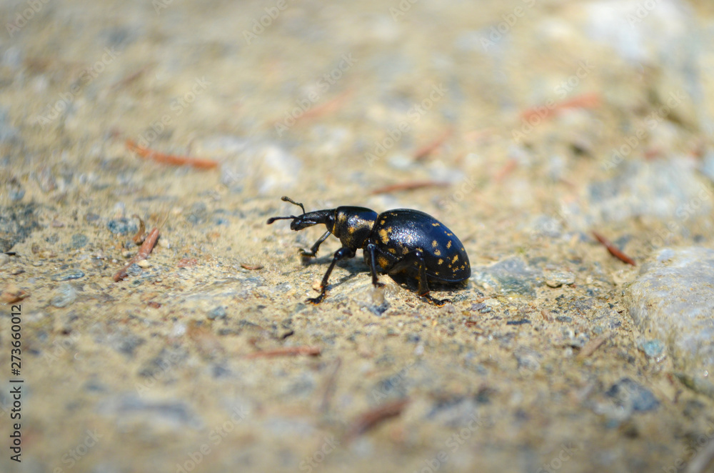 Käfer Käfer