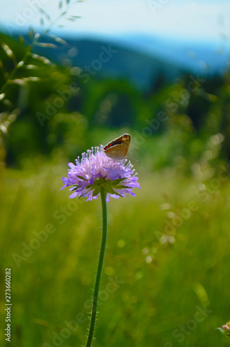 Schmetterling photo