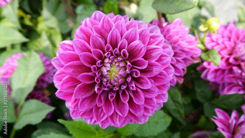 Chrysantheme im Sommer Chrysantheme im Sommer