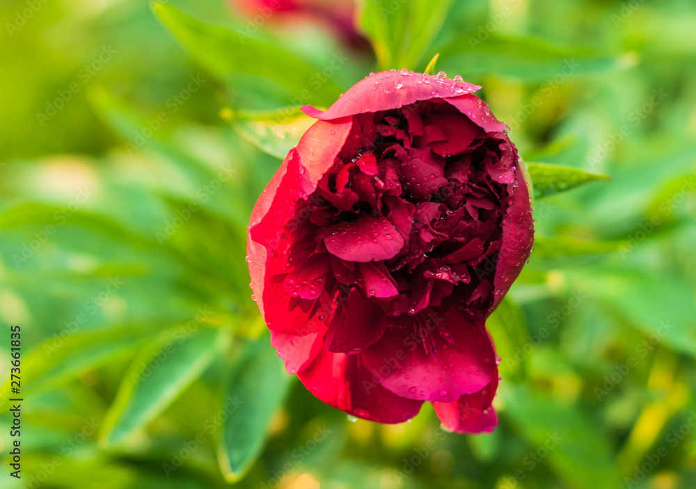 Obraz premium A peony flowers in the garden