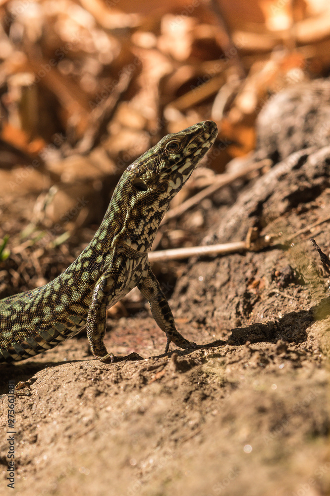 Wall lizard, Podarcis muralis, in the foliage in autumn Wall lizard, Podarcis muralis, in the foliage in autumn