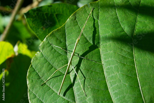 Stick-bug and its shadow on a leaf in early summer.
