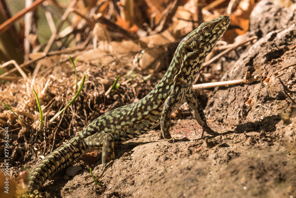 Wall lizard, Podarcis muralis, in the foliage in autumn Wall lizard, Podarcis muralis, in the foliage in autumn