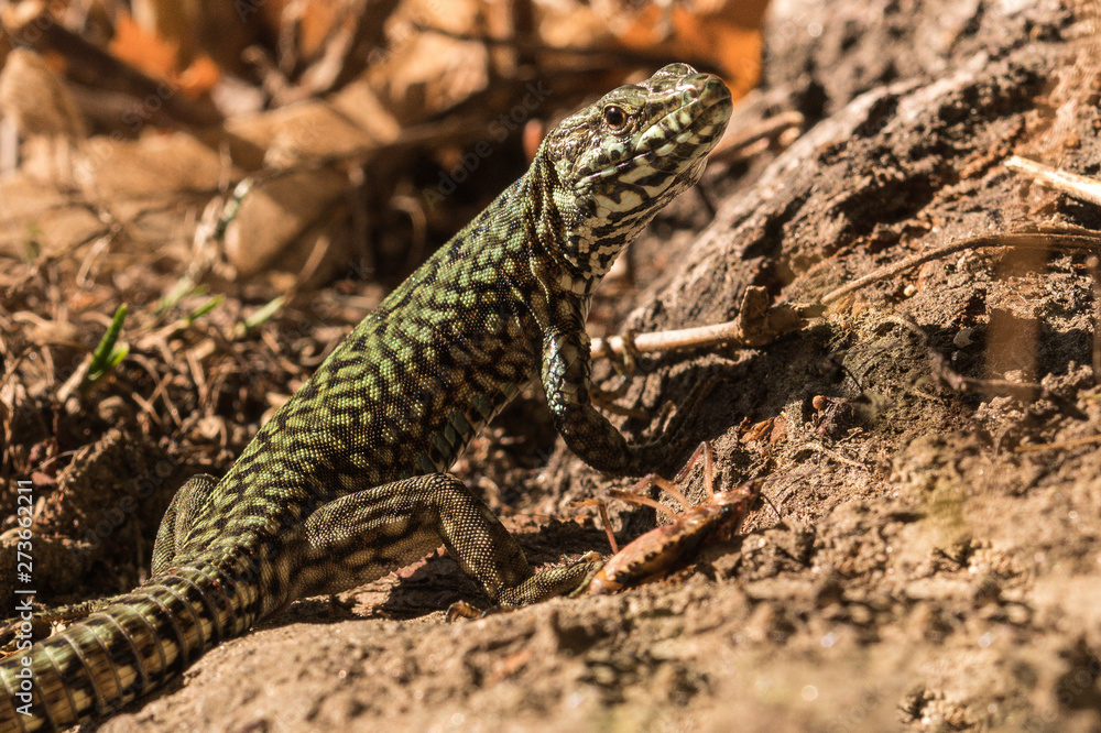 Wall lizard, Podarcis muralis, in the foliage in autumn Wall lizard, Podarcis muralis, in the foliage in autumn