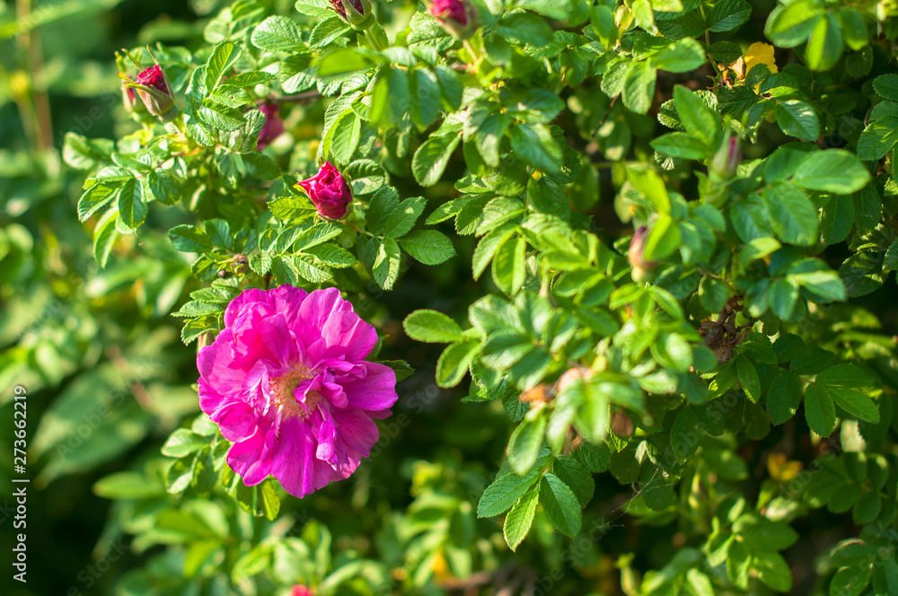 A dogrose bush with tender flowers blooming and smells sweet in the summer day A dogrose bush with tender flowers blooming and smells sweet in the summer day