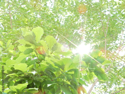 樹木、葉、見上げる、青空、緑、太陽光、