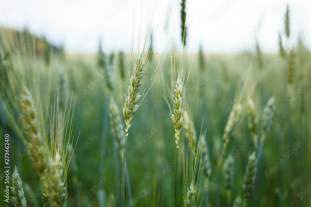 Green wheat close up