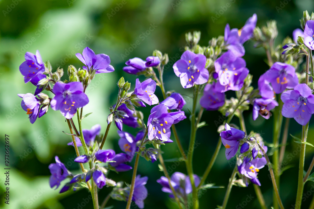 Wild blue flowers on a natural background. Wild blue flowers on a natural background.