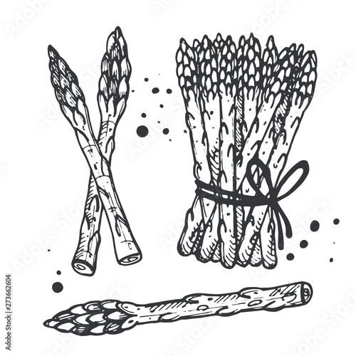 Asparagus set. Hand drawn realistic vector illustration. Organic vegetable. Eco food. Farm market product. Isolated white background. Can be used for shop, menu, card, poster, label