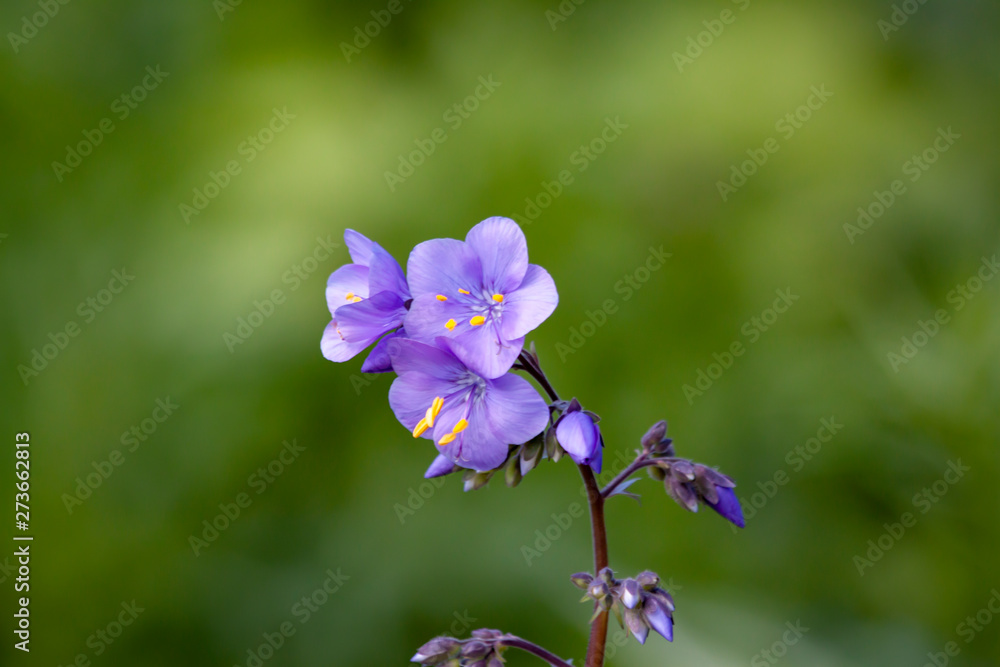 Wild blue flowers on a natural background.