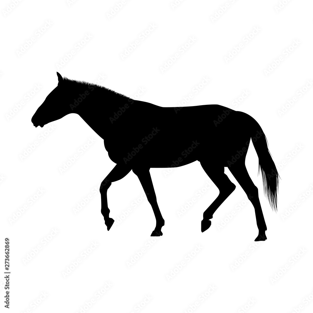 Naklejka premium Horse Silhouette