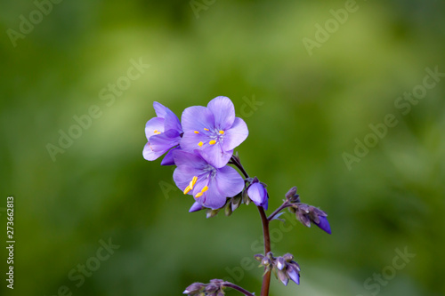Wild blue flowers on a natural background.