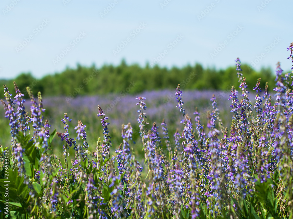 Naklejka premium A sea of blue pea flowers blooming in the summer meadow