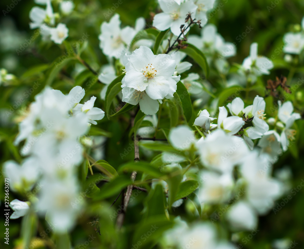 A jasmine flowers blooming in the spring and smell very sweet A jasmine flowers blooming in the spring and smell very sweet