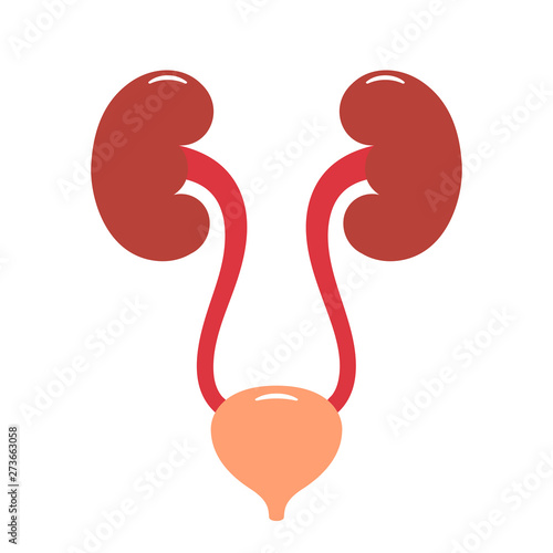 Urinary tract vector illustration