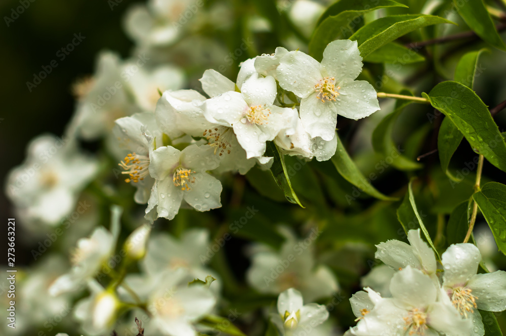 A jasmine flowers blooming in the spring and smell very sweet