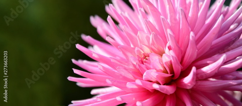 Dahlie - Herbstblume in Rosa