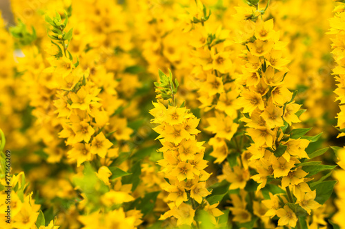 A bright yellow loosestrife flowers in the garden