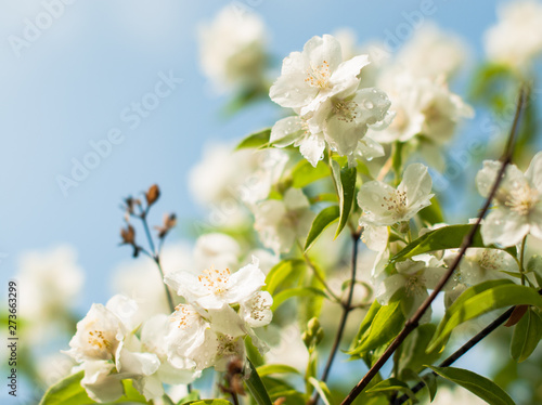 A jasmine flowers blooming in the spring and smell very sweet