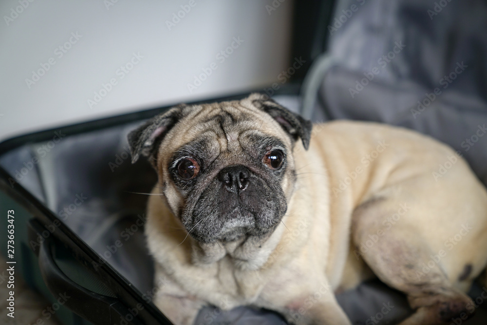 Pug dog in a suitcase