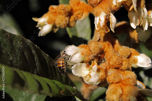 Bee