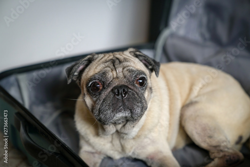 Pug dog in a suitcase