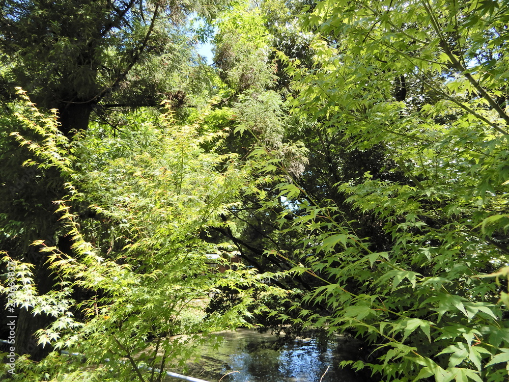 Fototapeta premium もみじ、かえで、川、神社、樹木