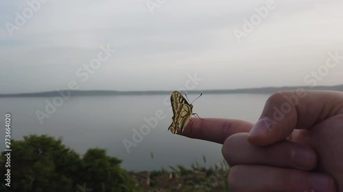 4K video of a Papillo Glaucus. Wonderful yellow butterfly on a finger. The butterfly is pretty close to the lake. It is calmly hanging on the finger. photo