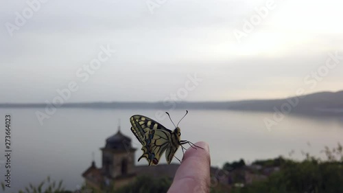 4K video of a Papillo Glaucus. Wonderful yellow butterfly on a finger. The butterfly is pretty close to the lake. It is calmly hanging on the finger. photo