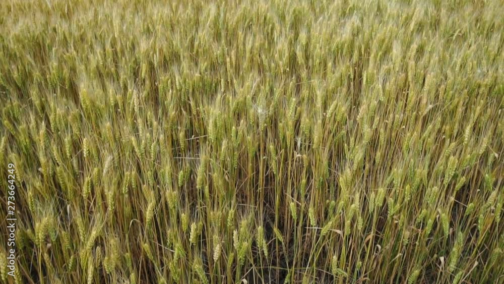 a field of wheat slowly sways in the wind. warm summer day a field of wheat slowly sways in the wind. warm summer day